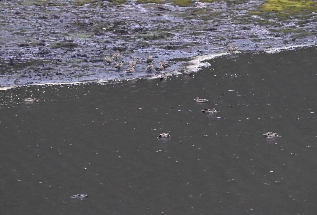 Yellow-billed Pintail - ML646484127