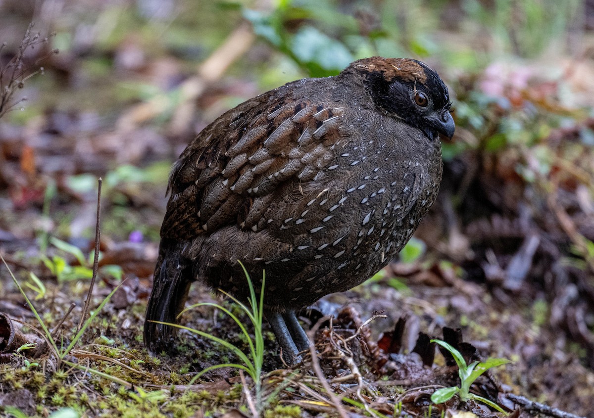 Black-fronted Wood-Quail - ML646484130