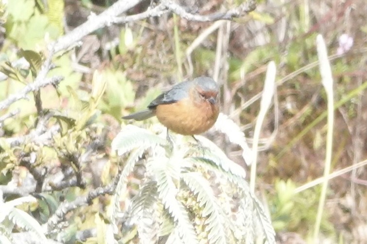 Conirostre roux - ML646484132