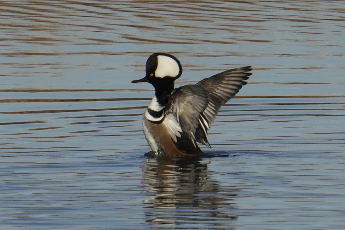 Hooded Merganser - ML646484134