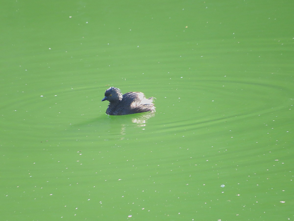 Least Grebe - ML646484141