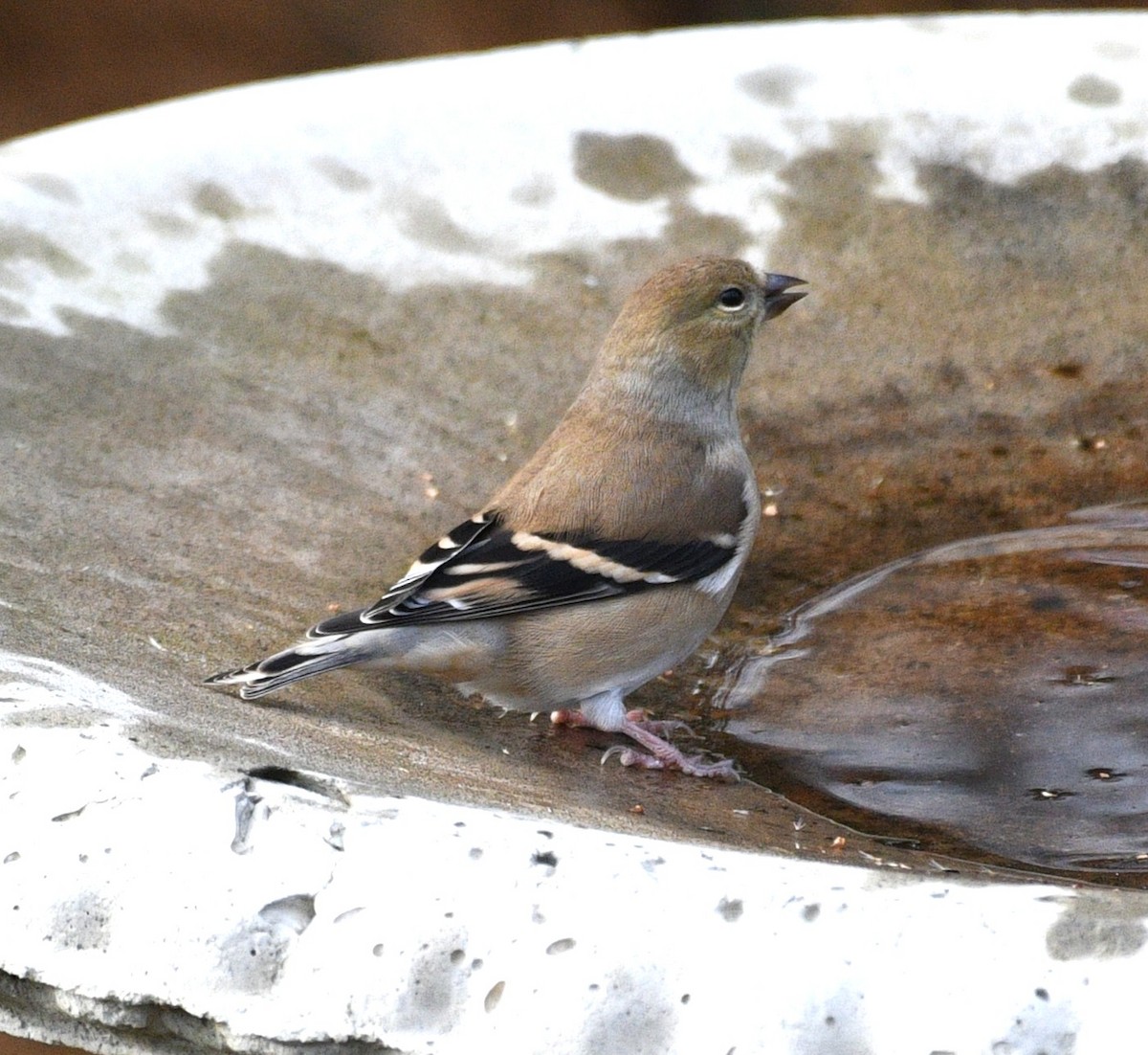 čížek žlutý - ML646484142