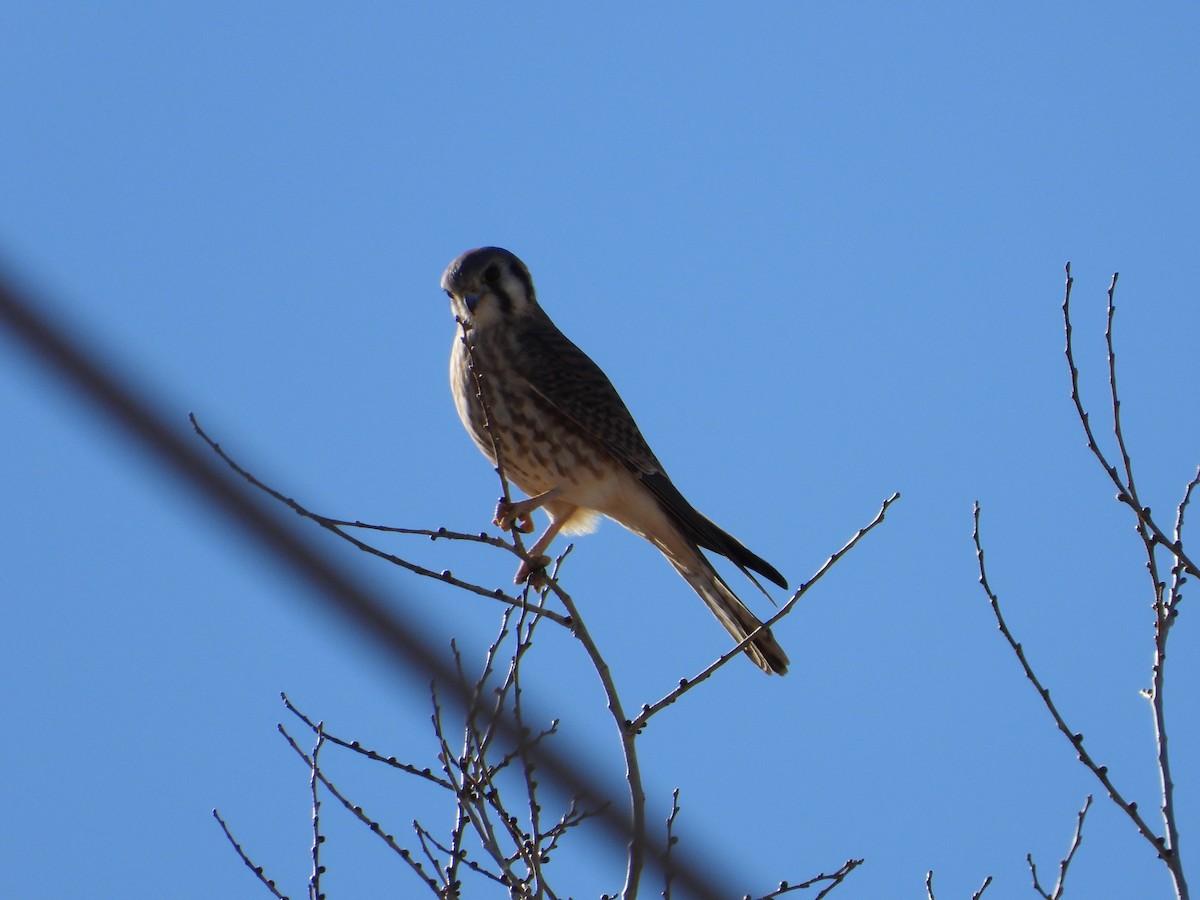 American Kestrel - ML646484143