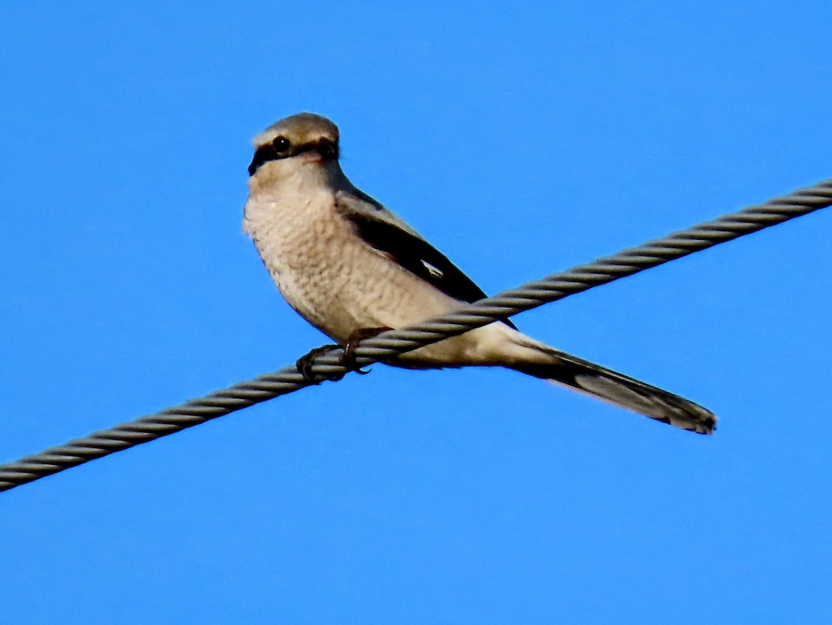 Northern Shrike - ML646484144