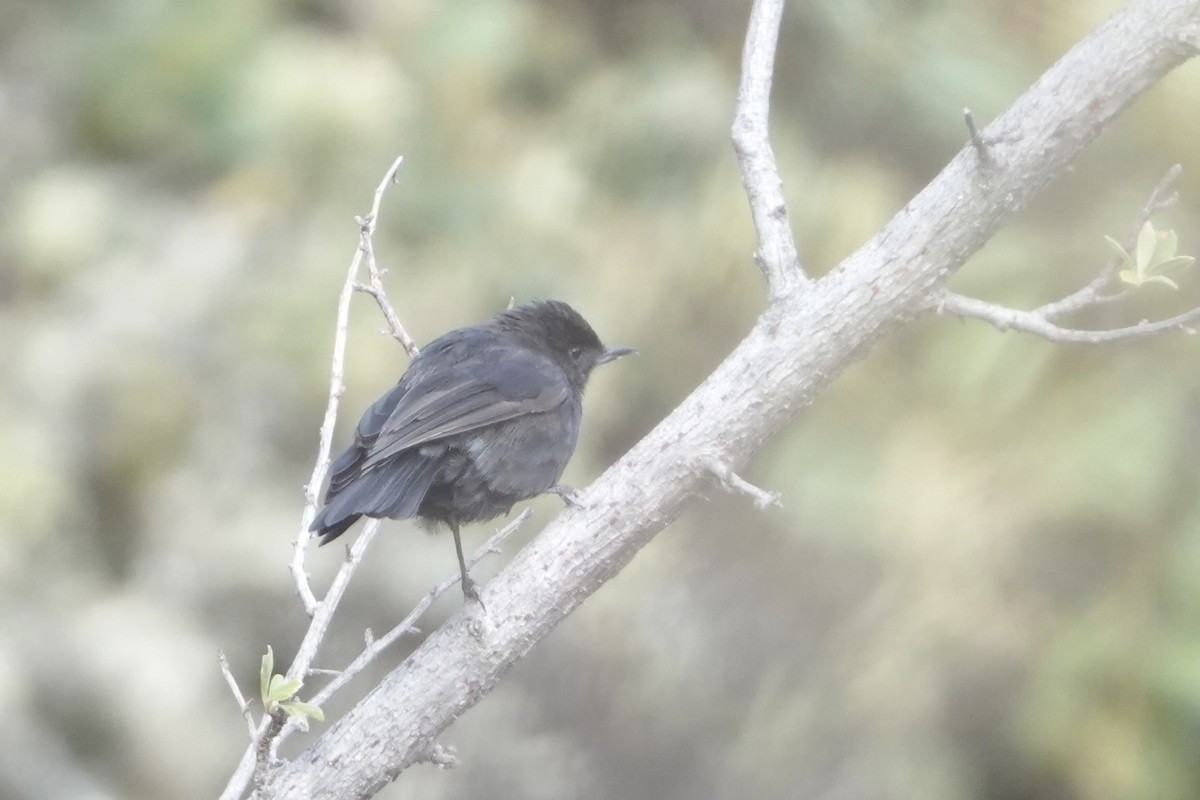 Percefleur noir - ML646484145