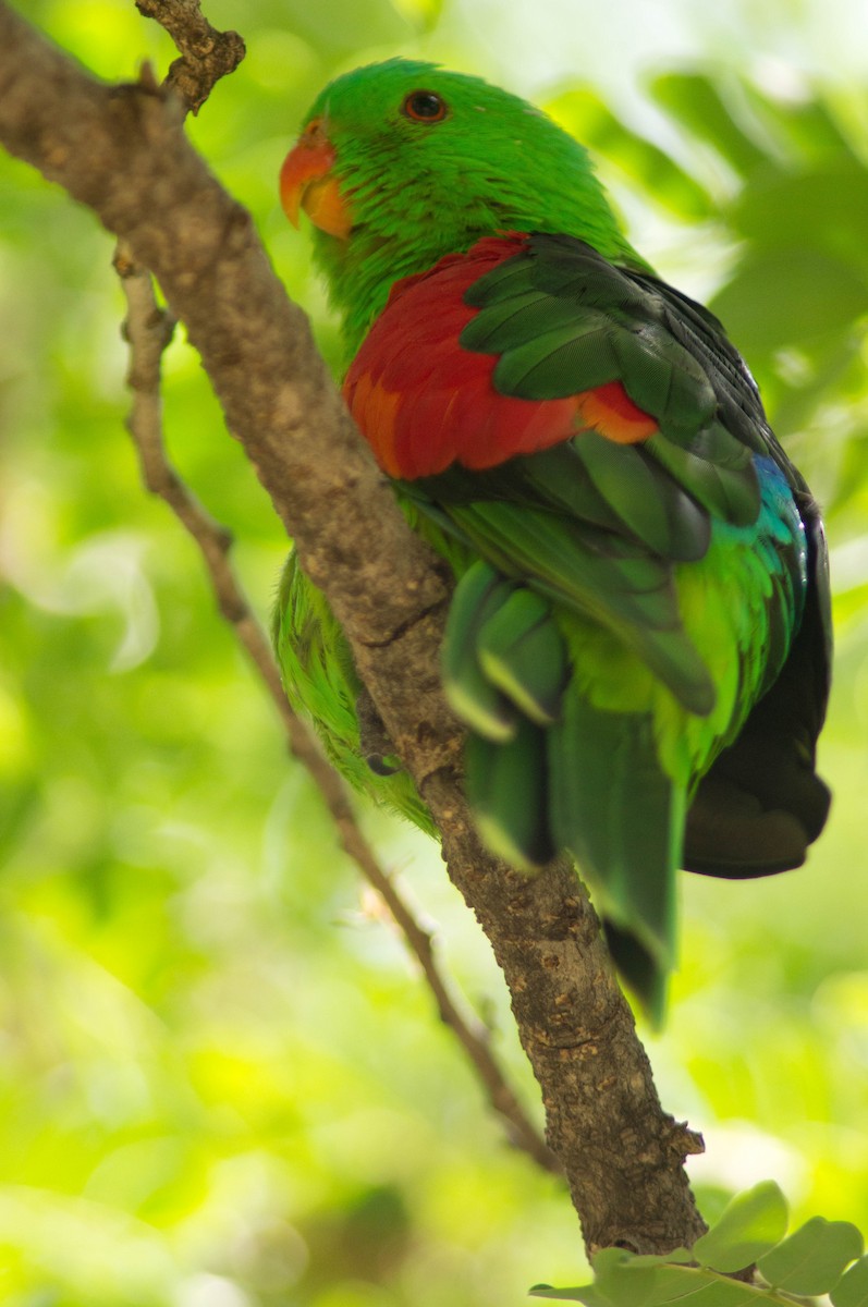 Kırmızı Kanatlı Papağan - ML646484147