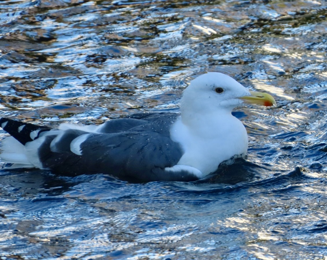 Batı Amerika Martısı - ML646484148