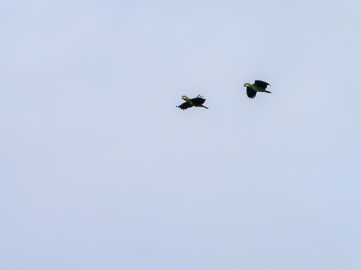 キソデボウシインコ - ML646484150