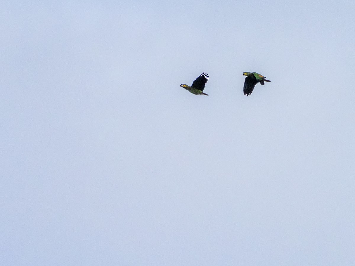 キソデボウシインコ - ML646484151