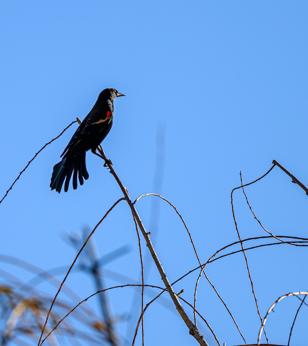 Red-winged Blackbird - ML646484156
