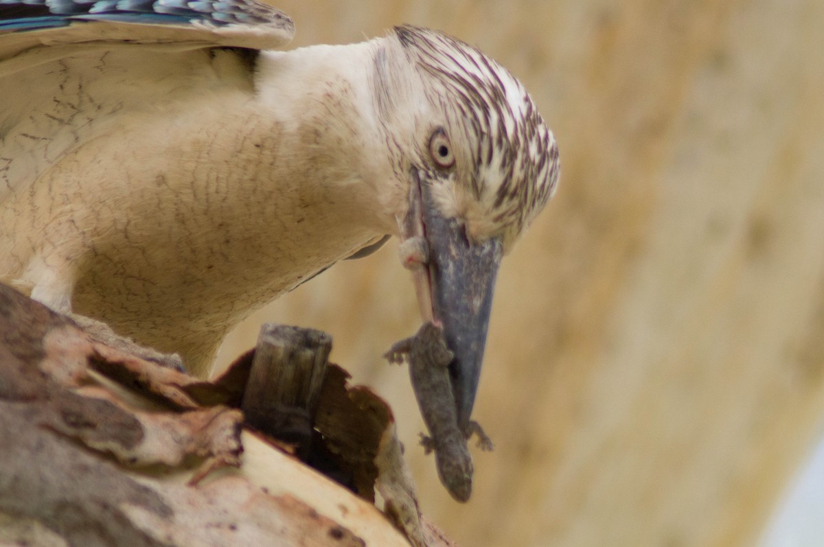 Blue-winged Kookaburra - ML646484157