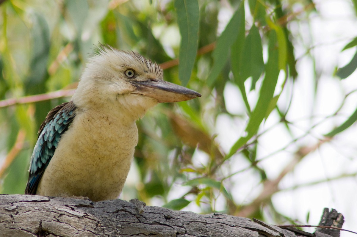 Blue-winged Kookaburra - ML646484158