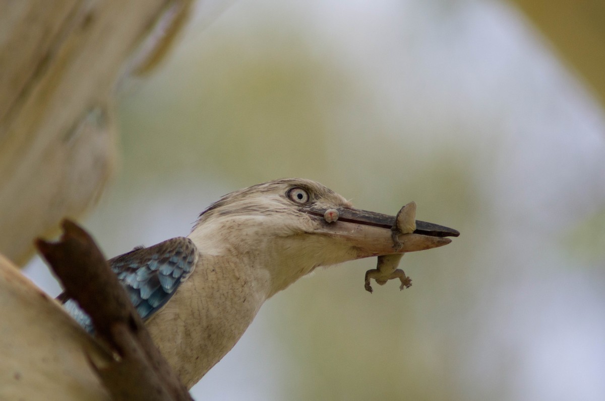 Blue-winged Kookaburra - ML646484159