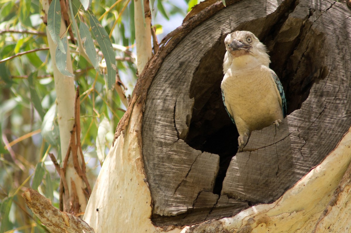 Blue-winged Kookaburra - ML646484160