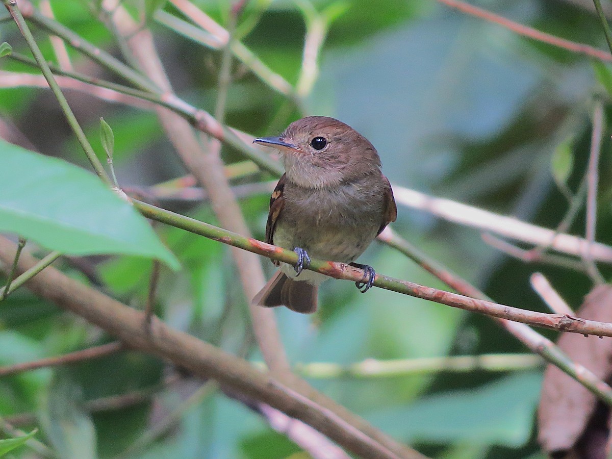 Euler's Flycatcher - ML646484162