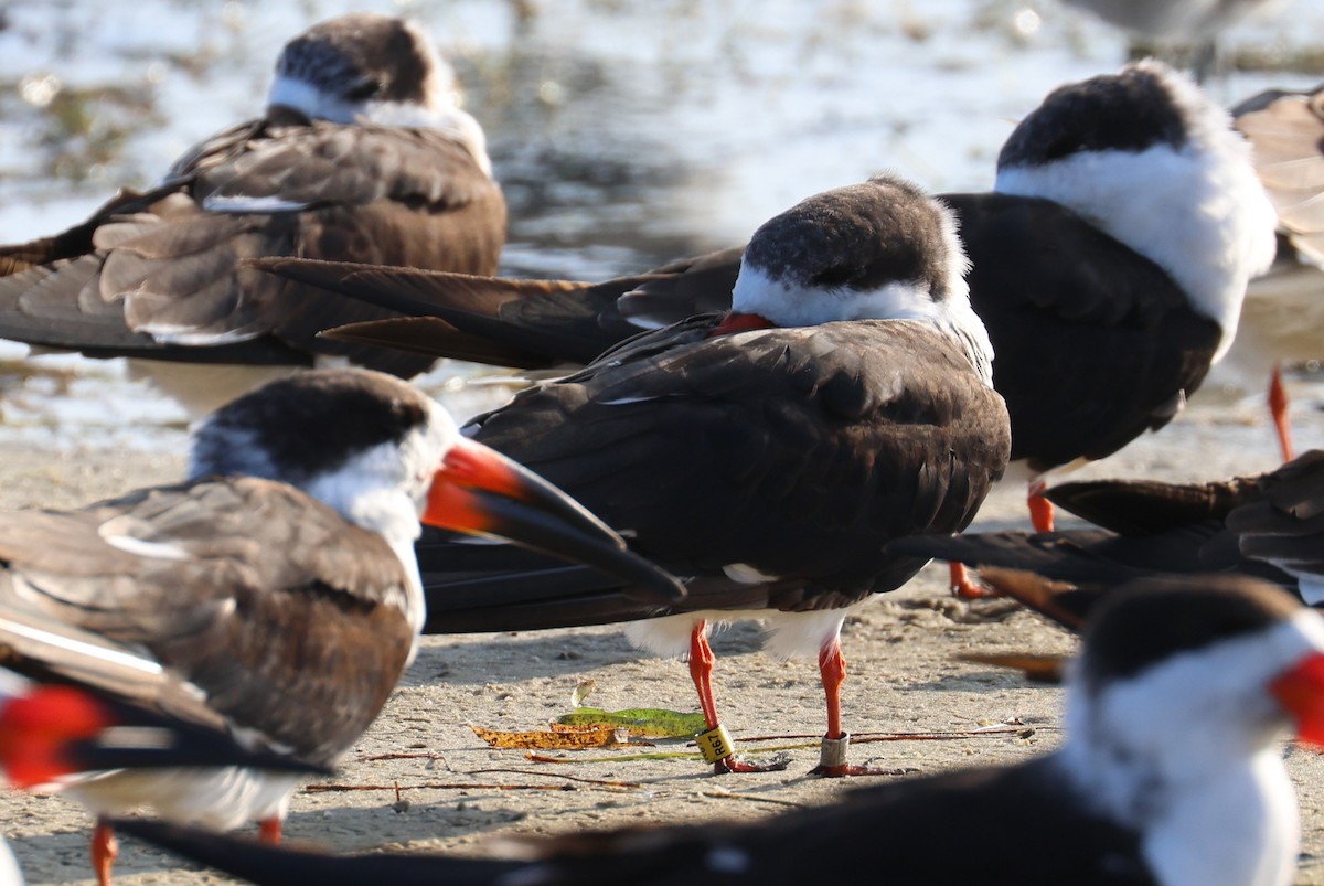 zoboun americký - ML646484164