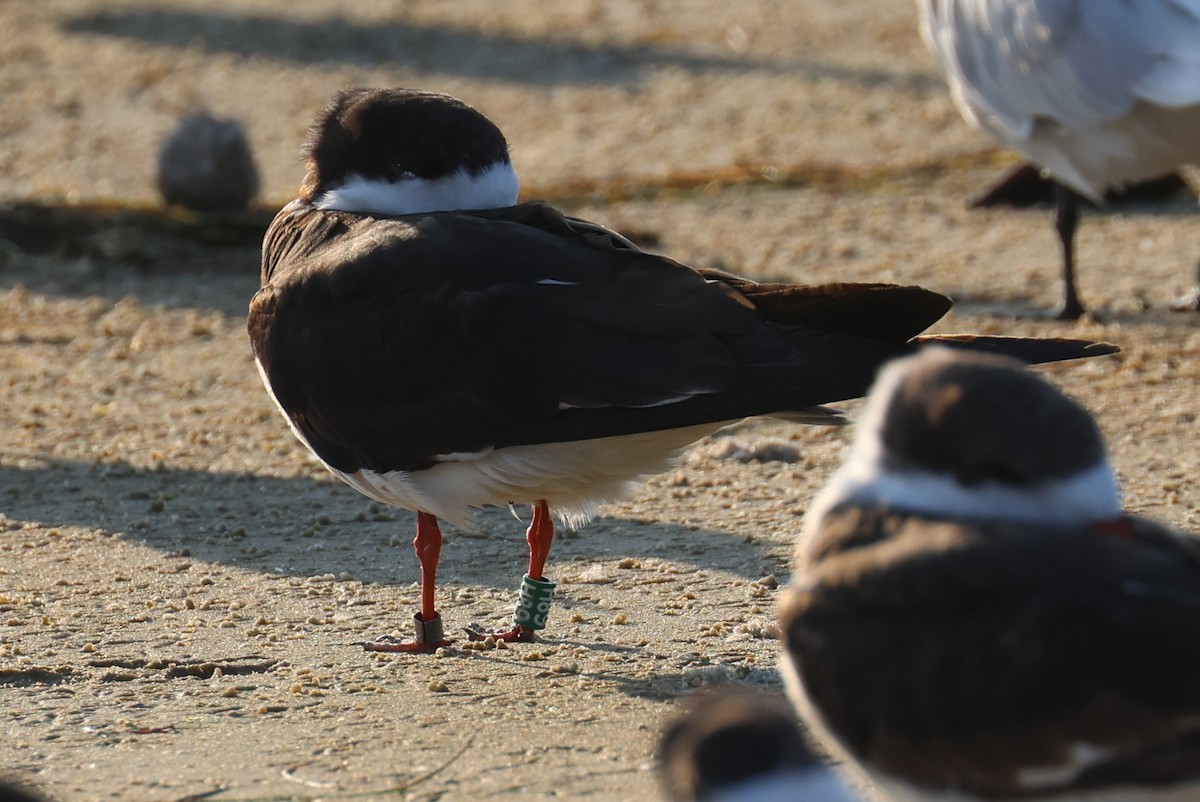 zoboun americký - ML646484165