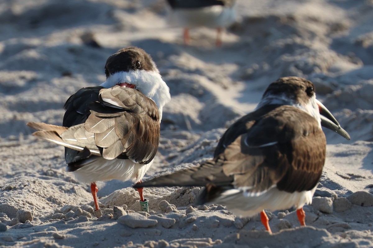 zoboun americký - ML646484166