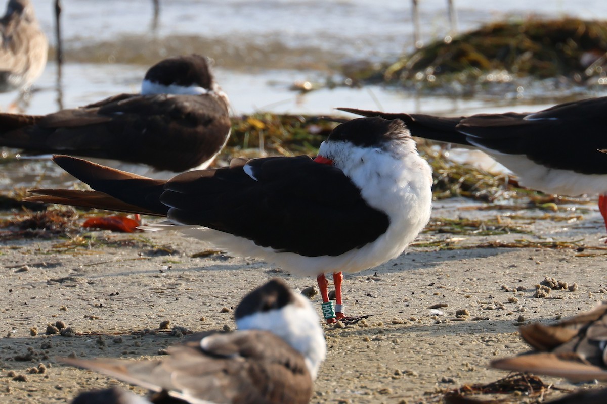 zoboun americký - ML646484167