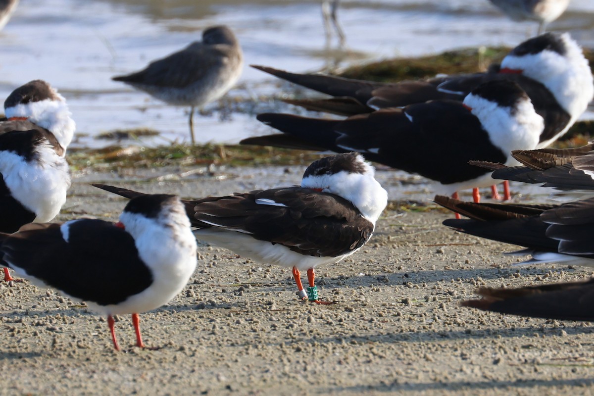 zoboun americký - ML646484168