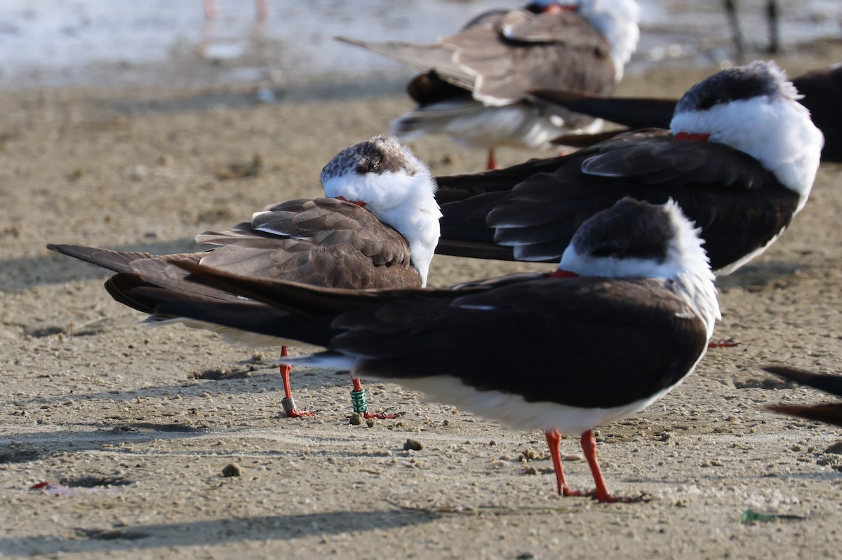 zoboun americký - ML646484169