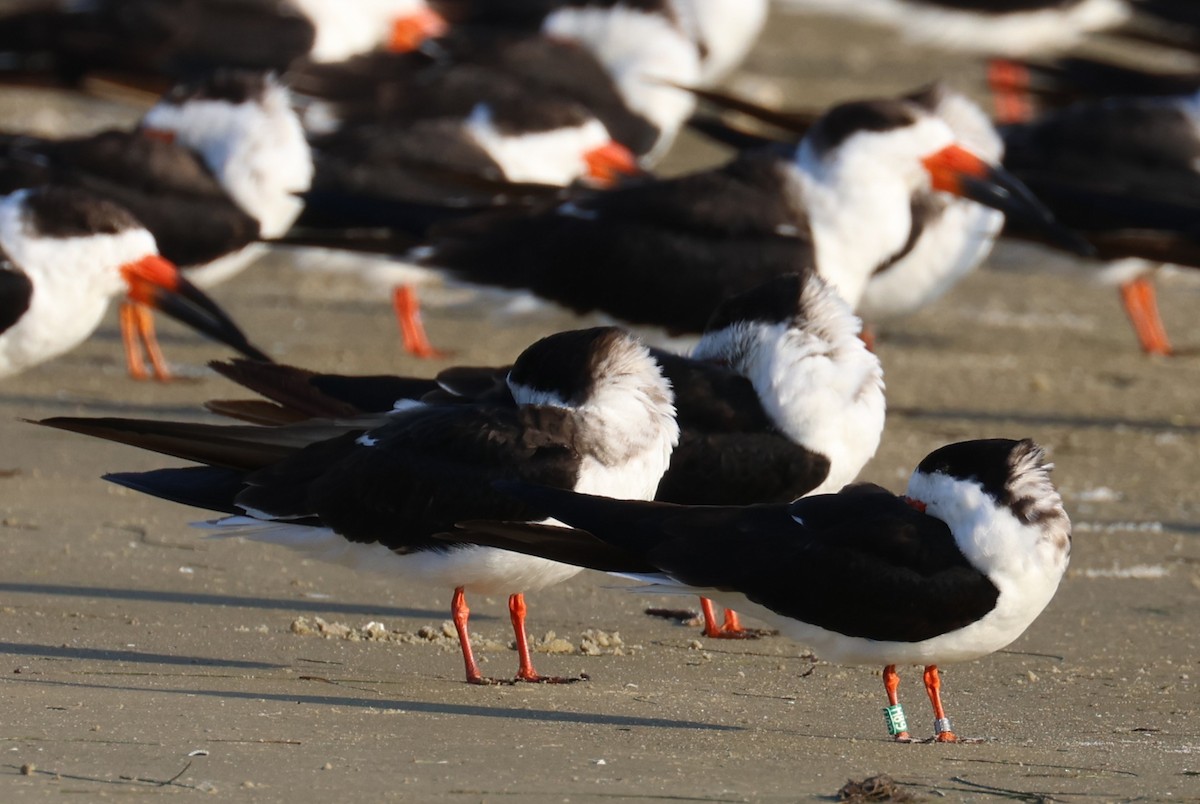 zoboun americký - ML646484170