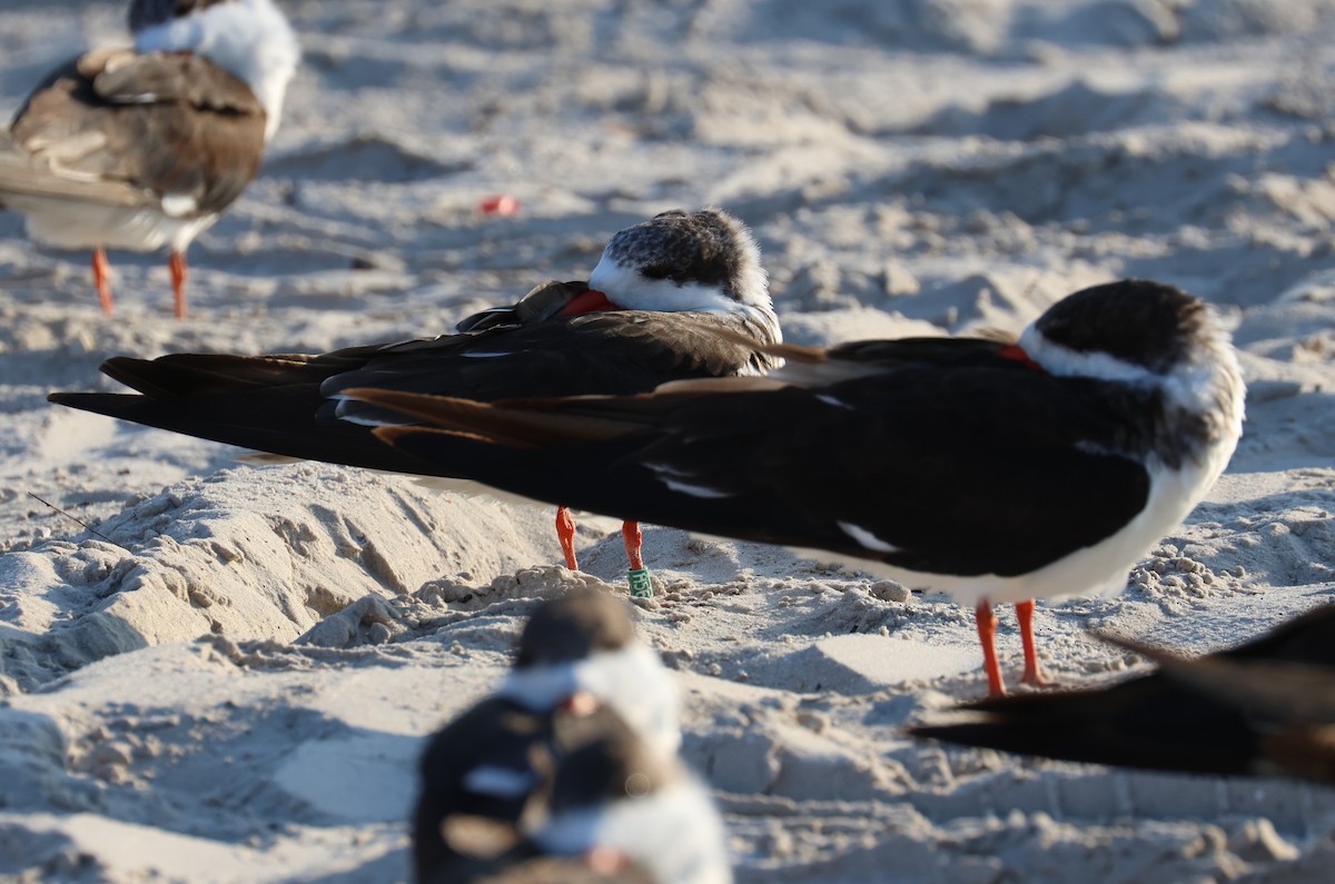 zoboun americký - ML646484171