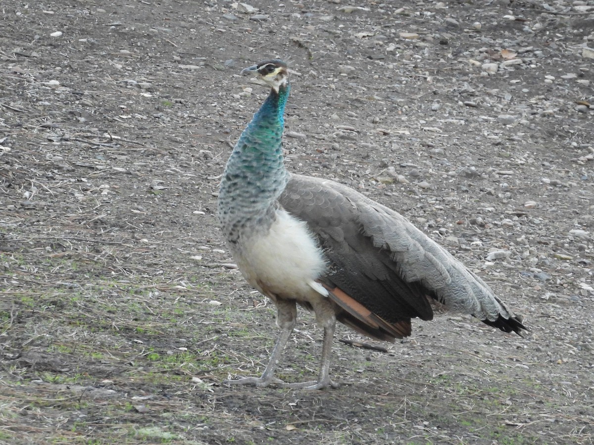 Indian Peafowl (Domestic type) - ML646484173