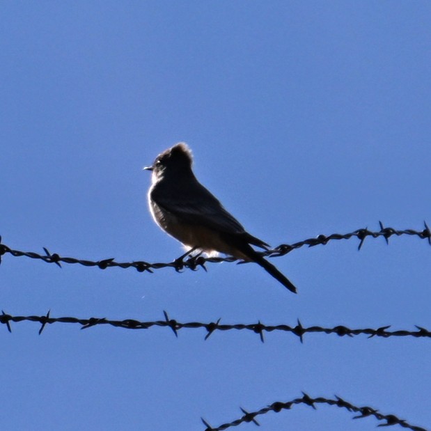 Zimtbauch-Phoebetyrann - ML646484175