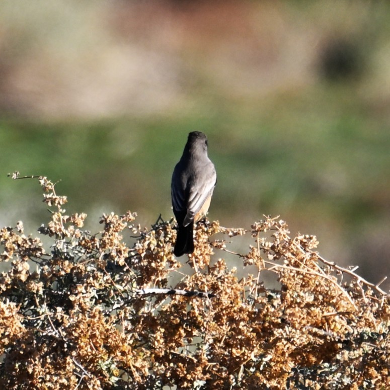 Zimtbauch-Phoebetyrann - ML646484176