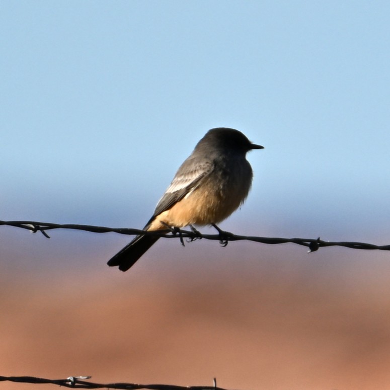 Zimtbauch-Phoebetyrann - ML646484177