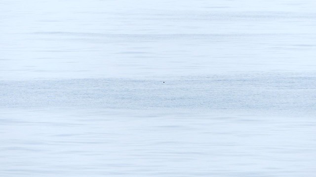 Swinhoe's Storm-Petrel - ML646484178