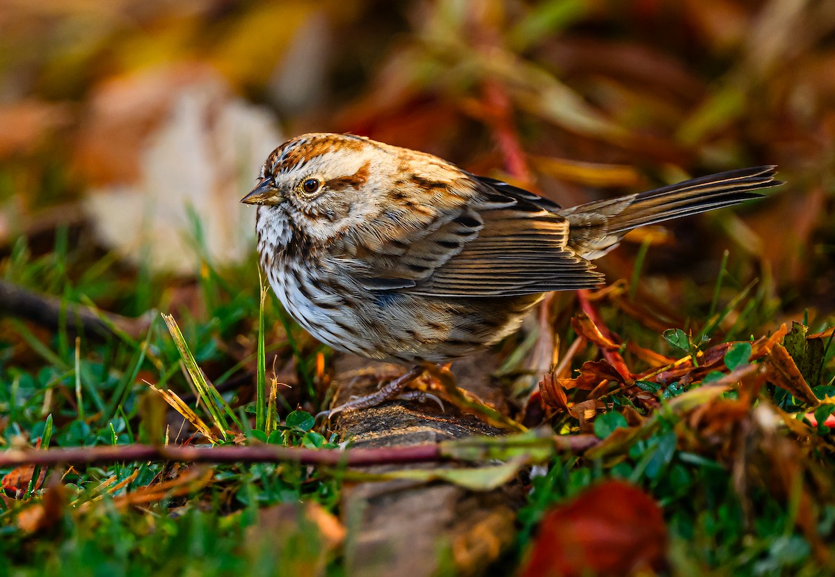 Song Sparrow - ML646484179