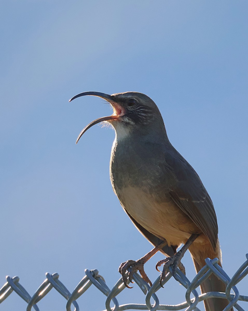 Kalifornienspottdrossel - ML646484180