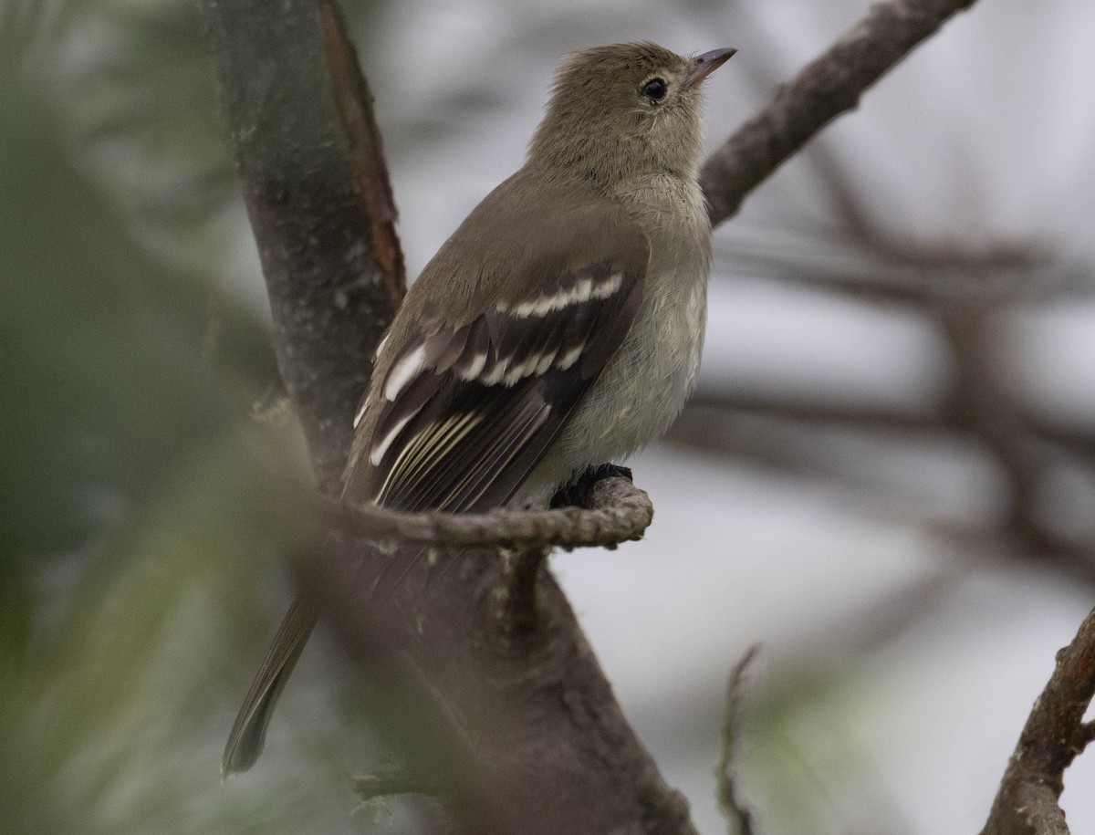 Mountain Elaenia - ML646484182