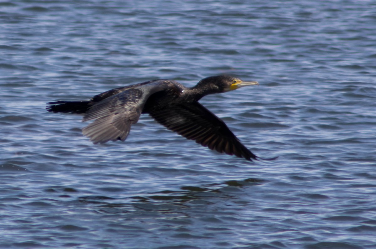 kormorán velký - ML646484183