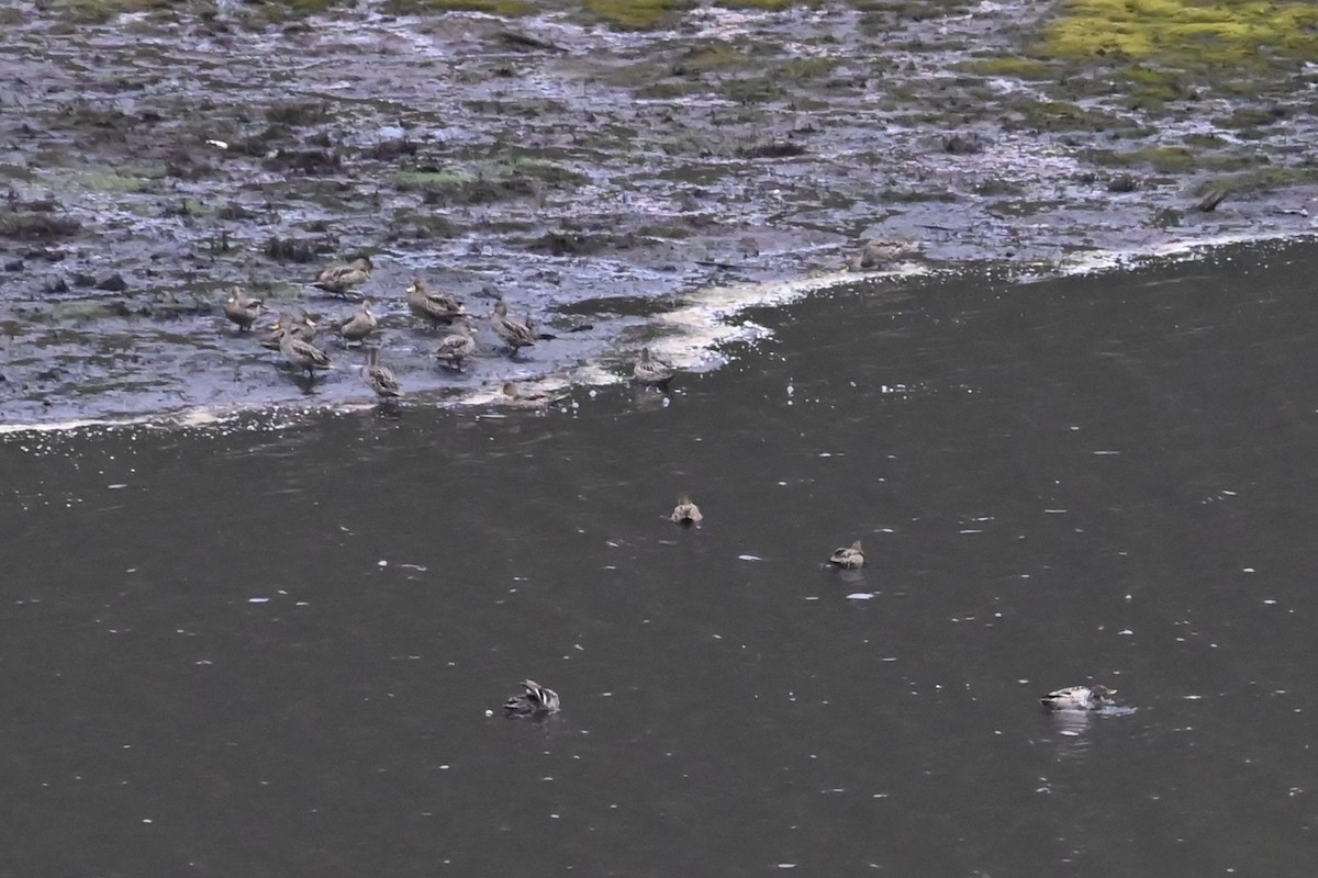 Yellow-billed Pintail - ML646484184