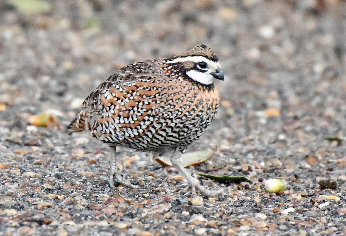 nordkrattvaktel - ML646484187