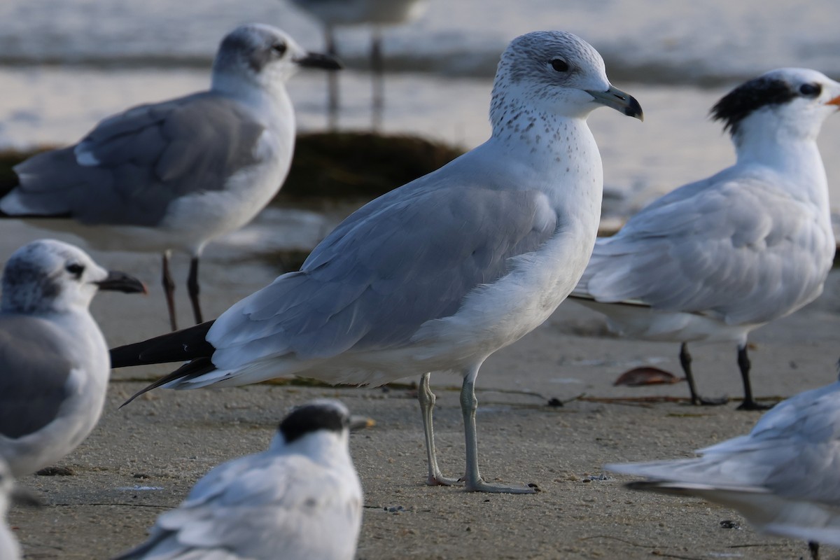 racek kroužkozobý - ML646484190