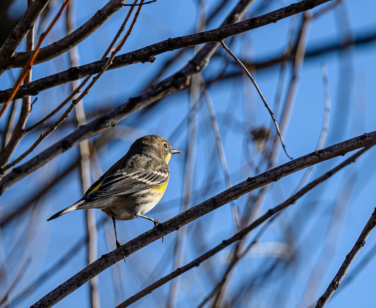 Yellow-rumped Warbler - ML646484192