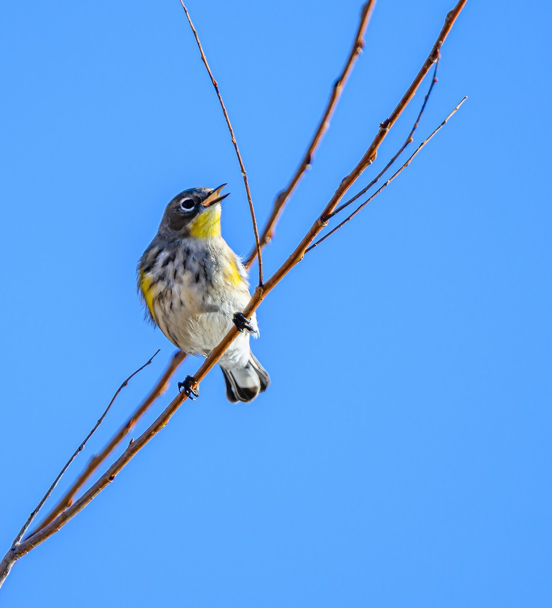 Yellow-rumped Warbler - ML646484193
