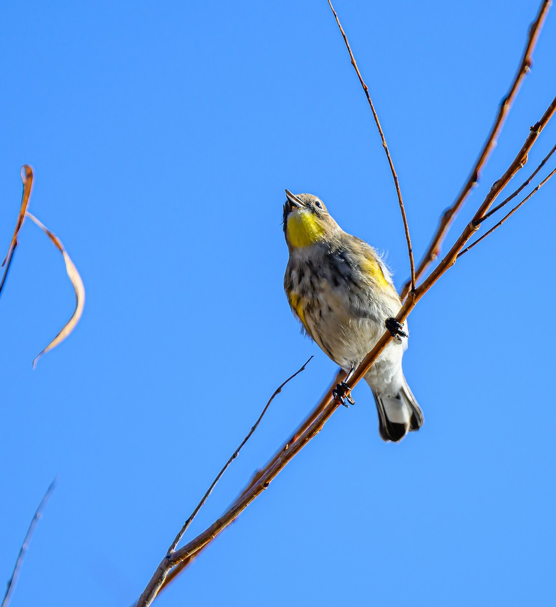 Yellow-rumped Warbler - ML646484194
