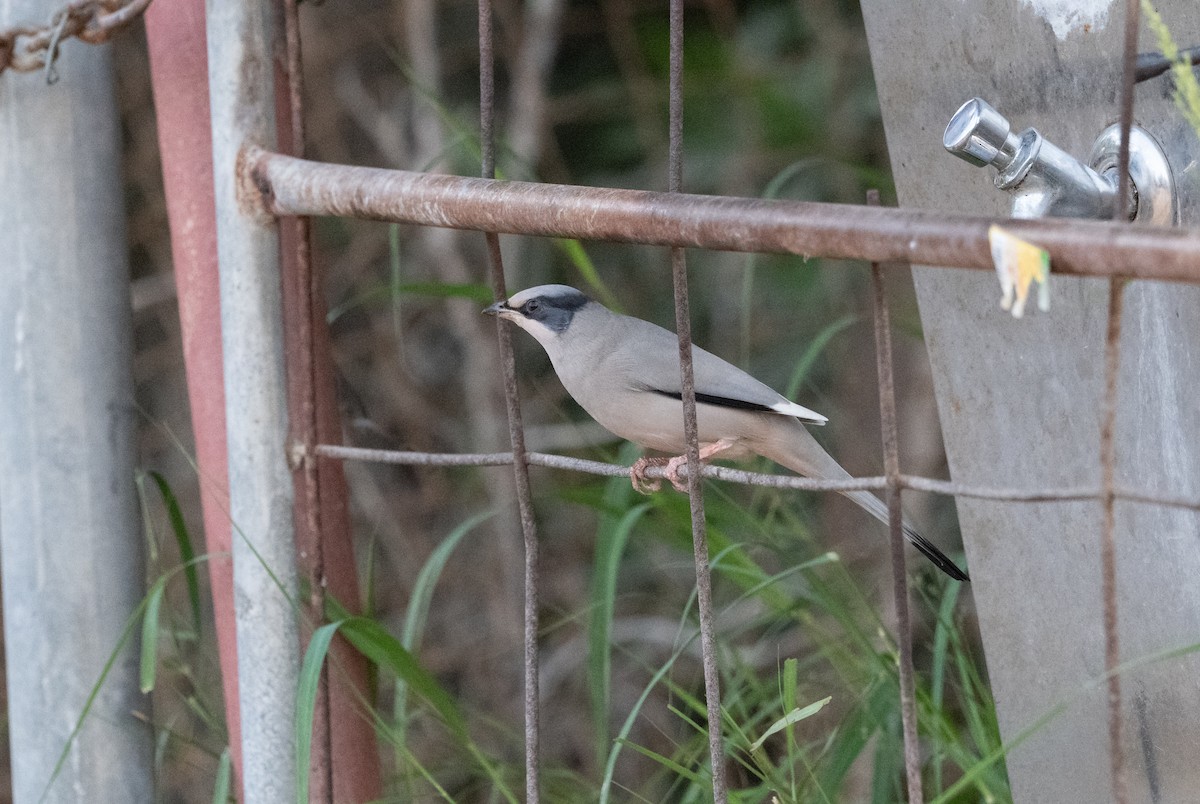 Hypocolius - ML646484196