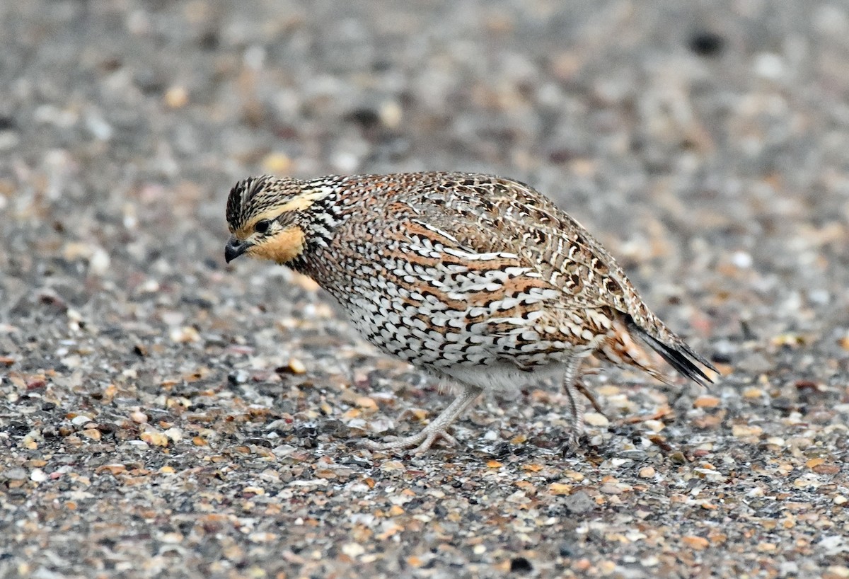 nordkrattvaktel - ML646484197