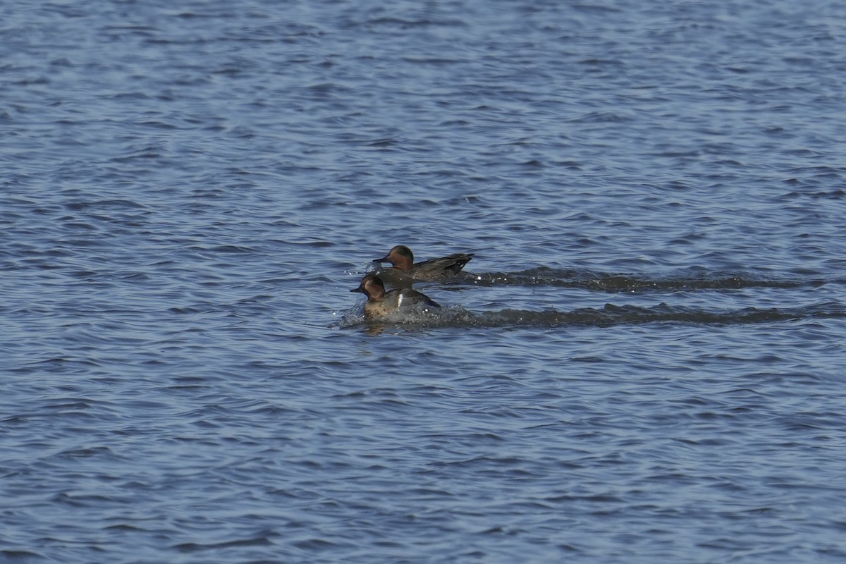Green-winged Teal - ML646484200
