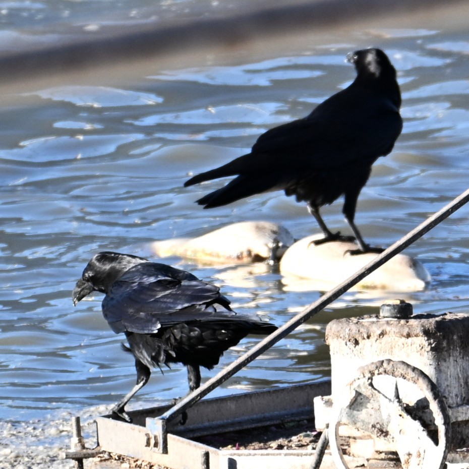 עורב שחור - ML646484201