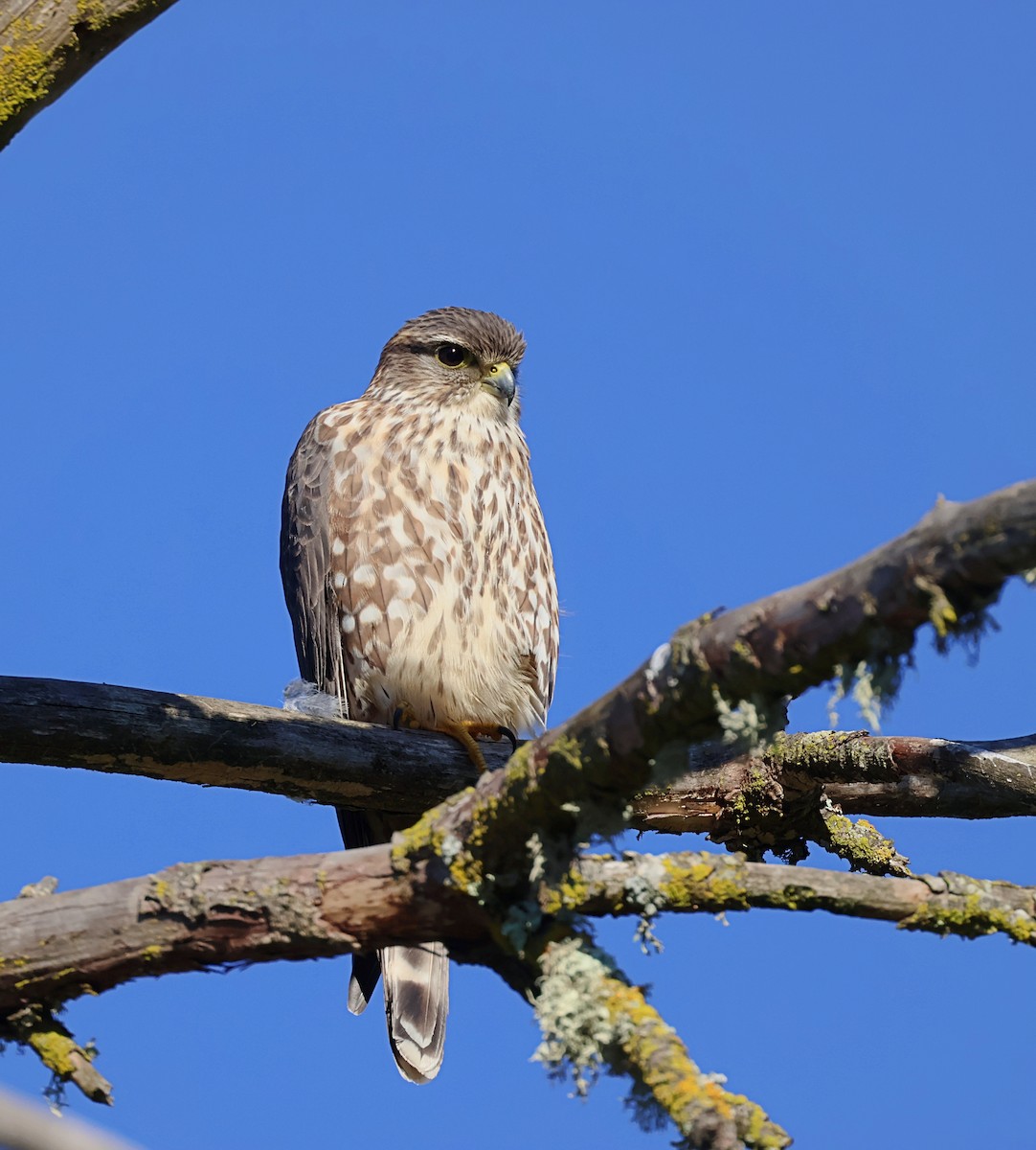 Merlin - ML646484203