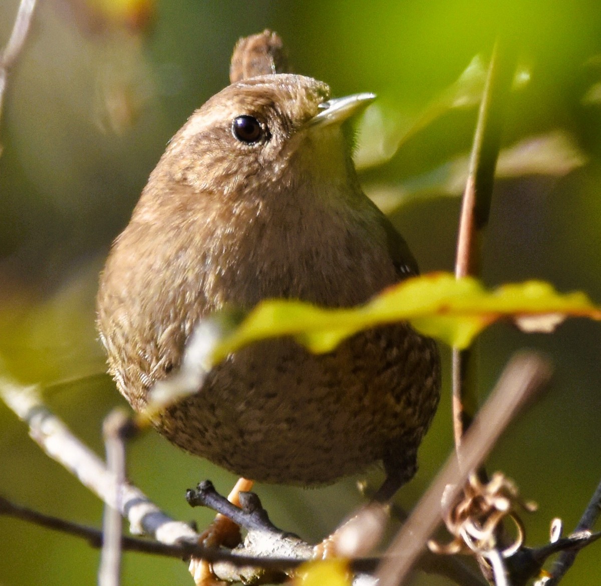 Winter Wren - ML646484204