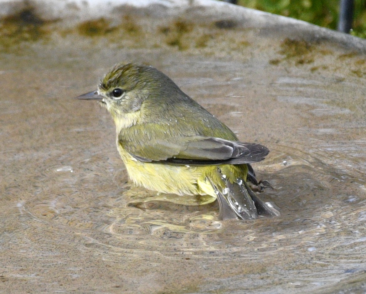 lesňáček hvězdičkový - ML646484206