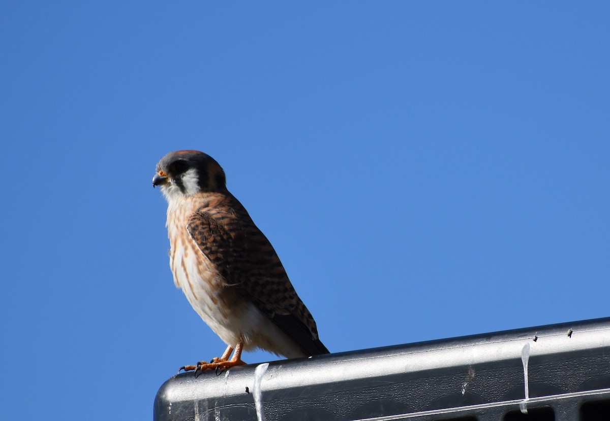 poštolka pestrá - ML646484207